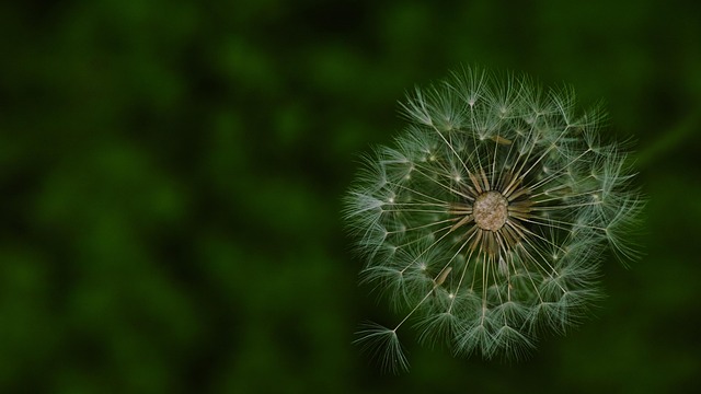 dandelion-944361_640