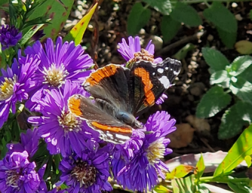Impuls der Woche